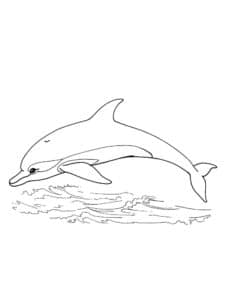דף צביעה ציור עם דולפין לצביעה