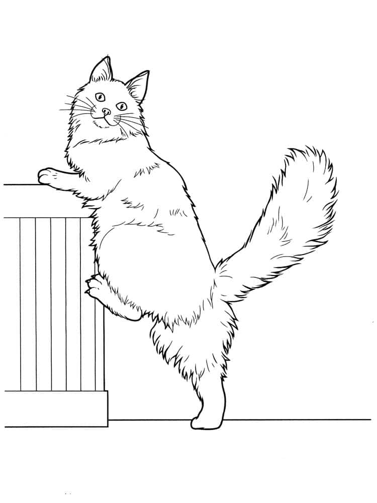 דף צביעה עם חתול שמן