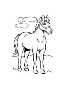 דף צביעה סוס לצביעה