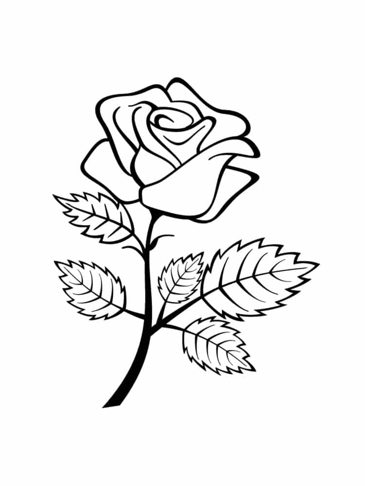 דף צביעה עם ורד