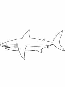 דף צביעה כריש לצביעה ולהדפסה