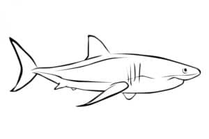 דף צביעה ציור של כריש לצביעה