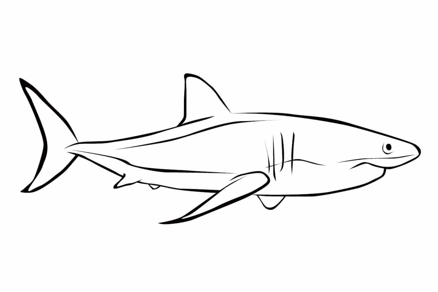 ציור של כריש לצביעה