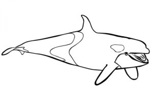 דף צביעה דף צביעה עם לוויתן קטלן