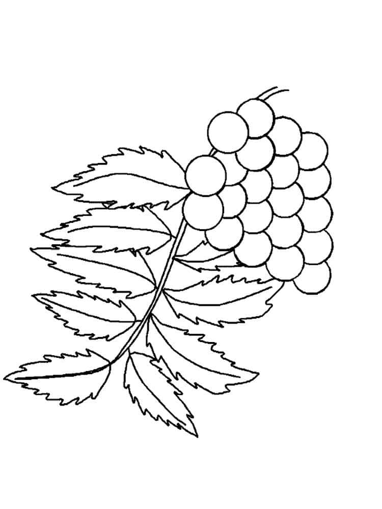 דף צביעה עם עלה וענבים