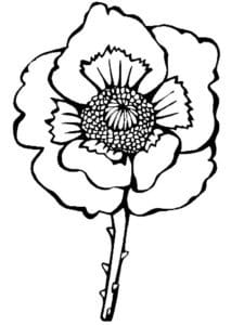 דף צביעה דף צביעה עם ציור של פרח כלנית עם הרבה אבקנים