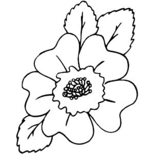 דף צביעה ציור של פרח כלנית לצביעה ולהדפסה