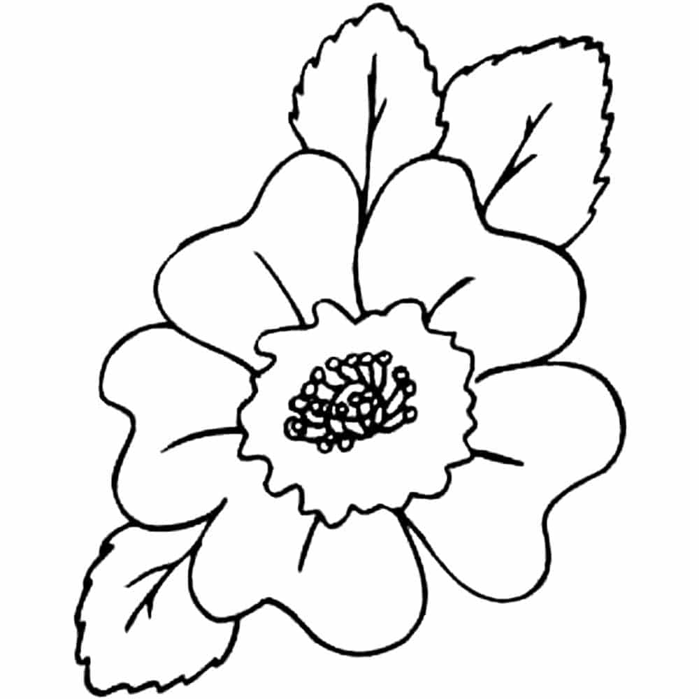דף צביעה ציור של פרח כלנית לצביעה ולהדפסה