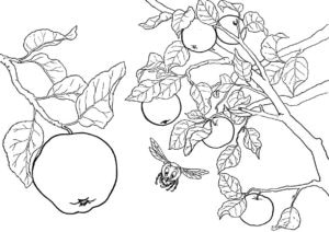 דף צביעה דף צביעה עם ציור של תפוחים על ענף