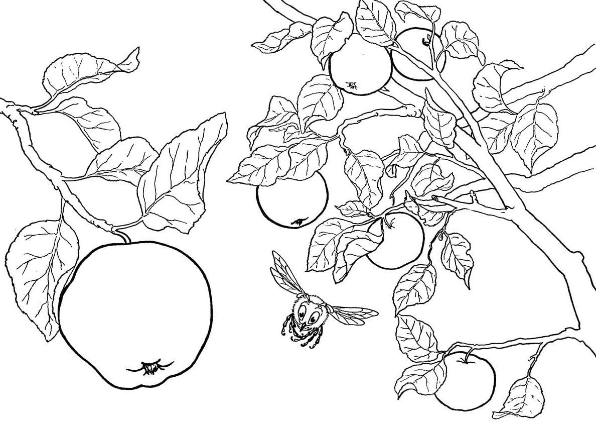 דף צביעה דף צביעה עם ציור של תפוחים על ענף