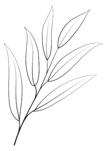 דף צביעה ציור של ענף ערבה לצביעה
