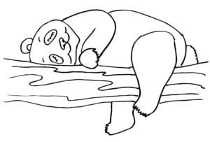 דף צביעה ציור של דובי פנדה ישן לצביעה