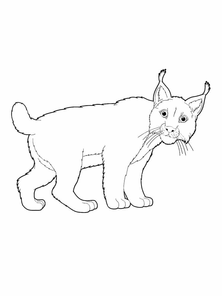 דף צביעה דף צביעה עם ציור של חתול שונר טורף