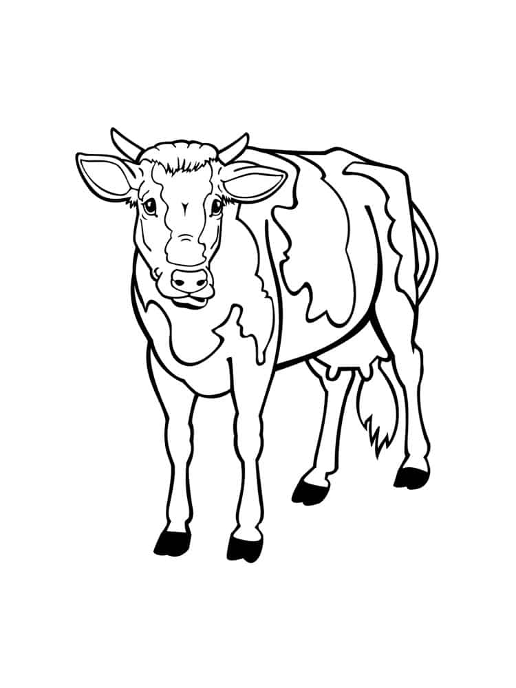 דף צביעה ציור לצביעה של פרה מבט מקדימה