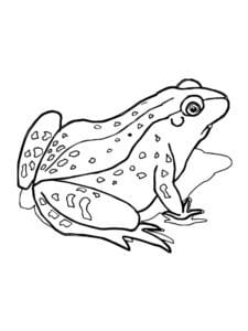 דף צביעה ציור של צפרדע אמיתית לצביעה
