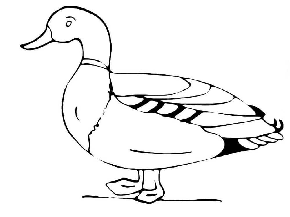 דף צביעה דף צביעה עם ציור של ברווז גדול עומד