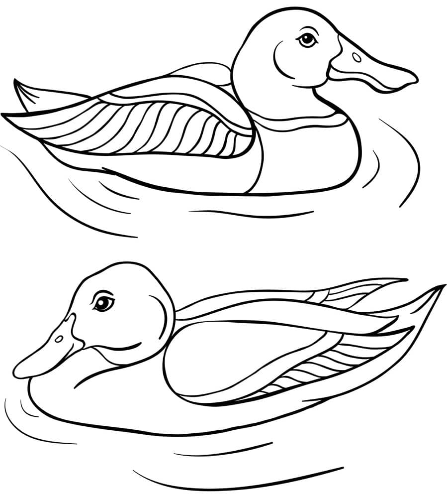 דף צביעה דף צביעה עם ציור של שני ברווזים שוחים באגם