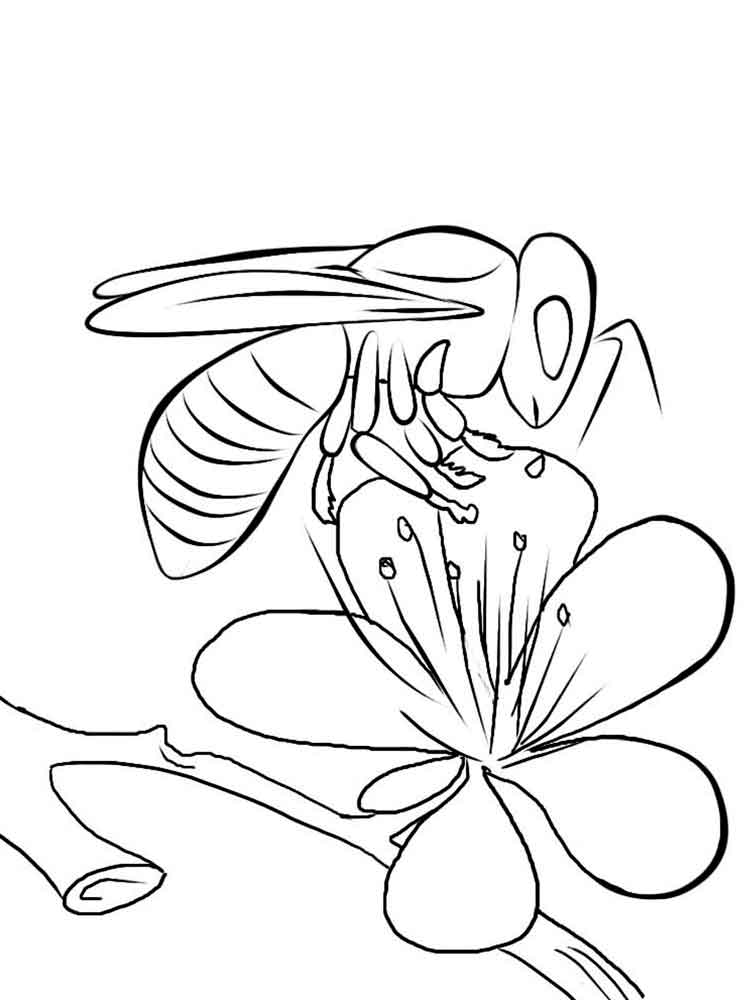 דף צביעה ציור לצביעה של דבורה מעל פרח
