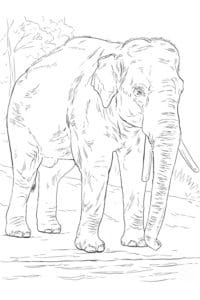 דף צביעה ציור של פיל גדול לצביעה