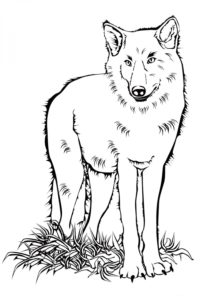 דף צביעה ציור יפה של זאב בוגר לצביעה