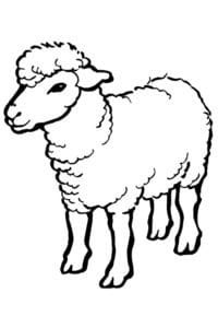 דף צביעה ציור של כבש לצביעה ולהדפסה