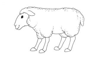 דף צביעה ציור לצביעה של כבשה עם צמר גזוז לצביעה