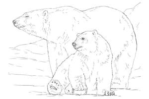 דף צביעה ציור לצביעה של שני דובים לבנים בקוטב