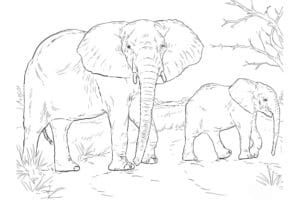 דף צביעה ציור של פילים במרעה לצביעה