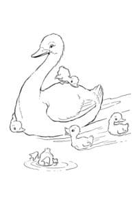 דף צביעה דף צביעה חמוד עם ציור של ברווזה שוחה עם ברווזונים