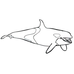 דף צביעה לוייתן קטלן