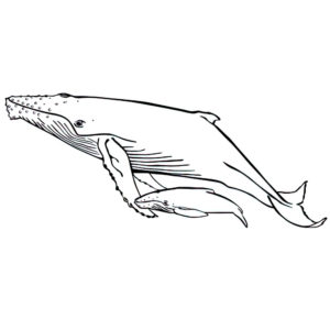 דף צביעה לווייתן גדול סנפיר