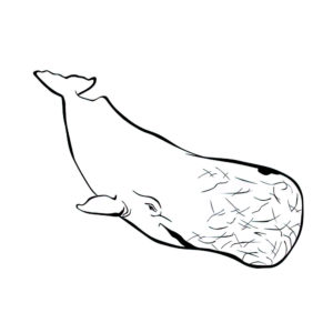 דף צביעה לוויתן