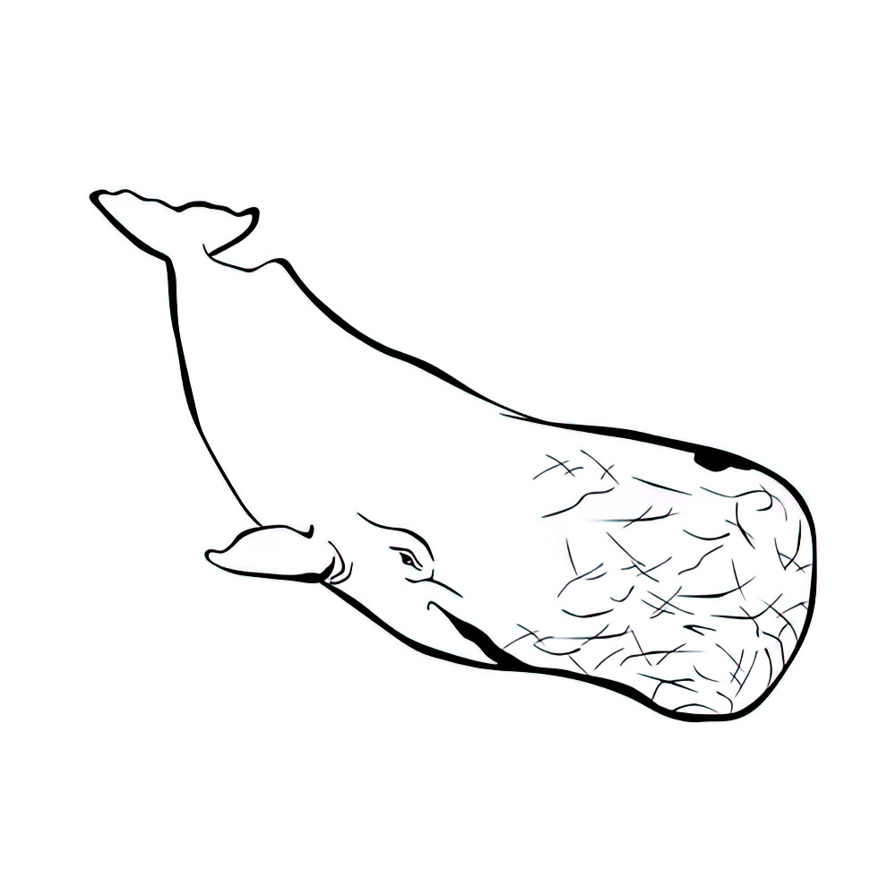 דף צביעה לוויתן