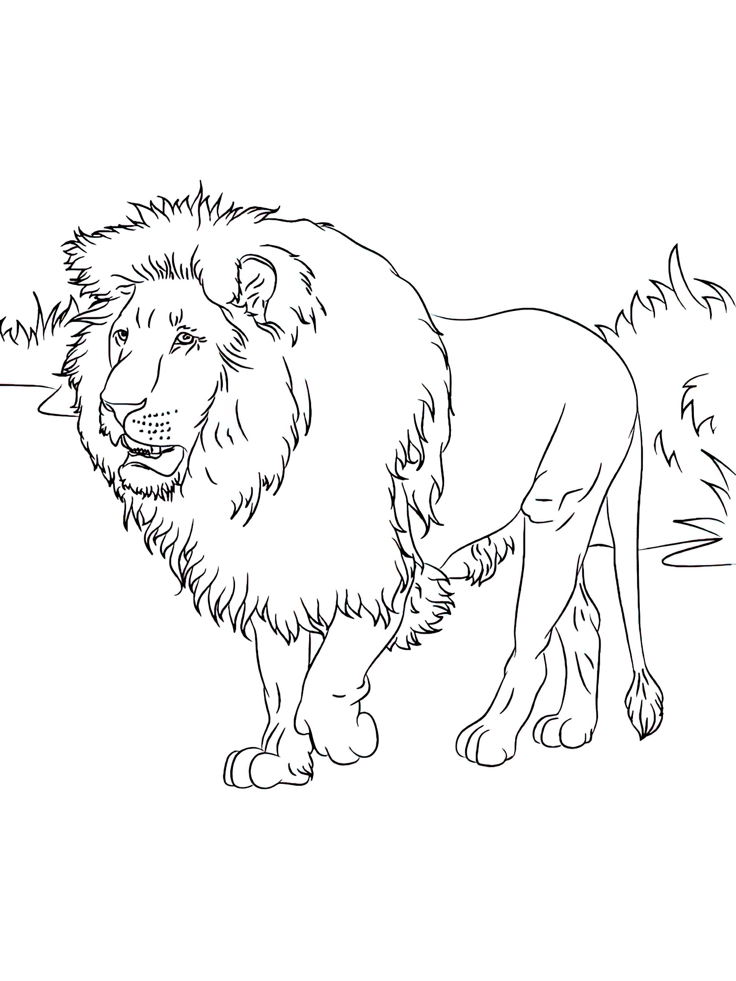 Картинка льва раскраска